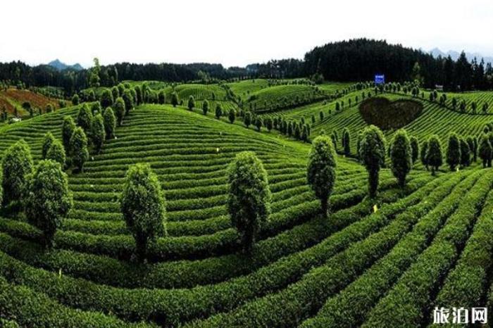 茶海之心 茶海之心