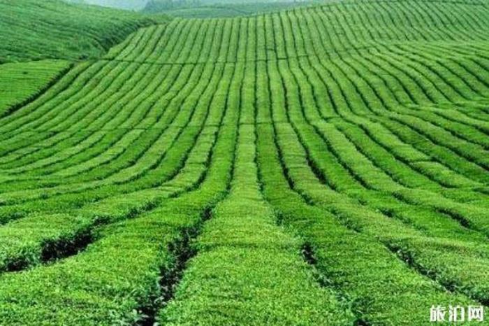 茶海之心 茶海之心