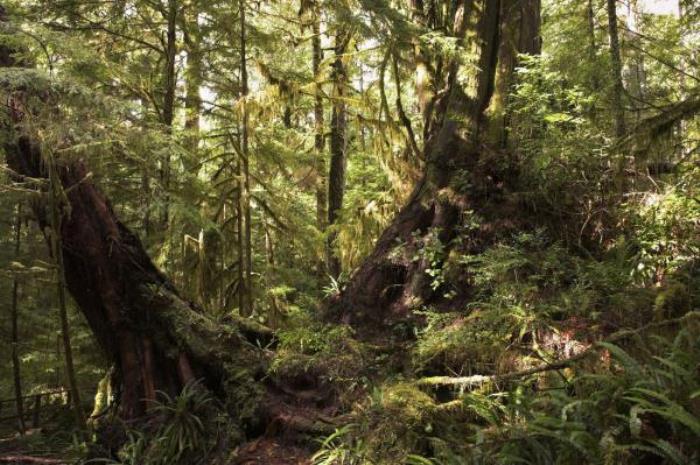 海南七仙岭温泉国家森林公园 海南七仙岭温泉国家森林公园