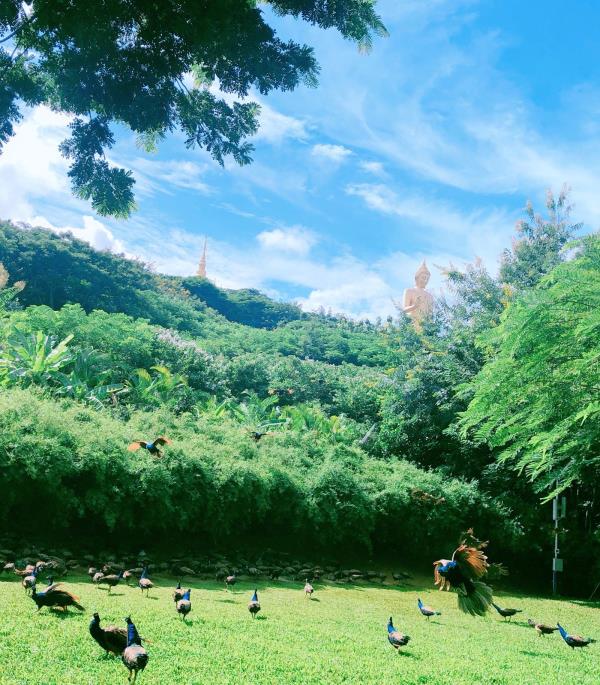 西双版纳勐泐文化旅游区 西双版纳勐泐文化旅游区