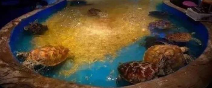 山西海立方海洋公园 山西海立方海洋公园