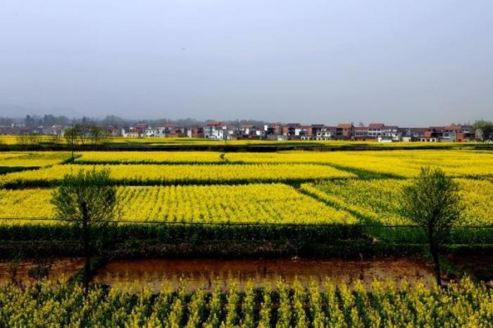 汉中油菜花海