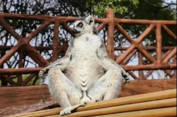 鞍山动物园 鞍山动物园