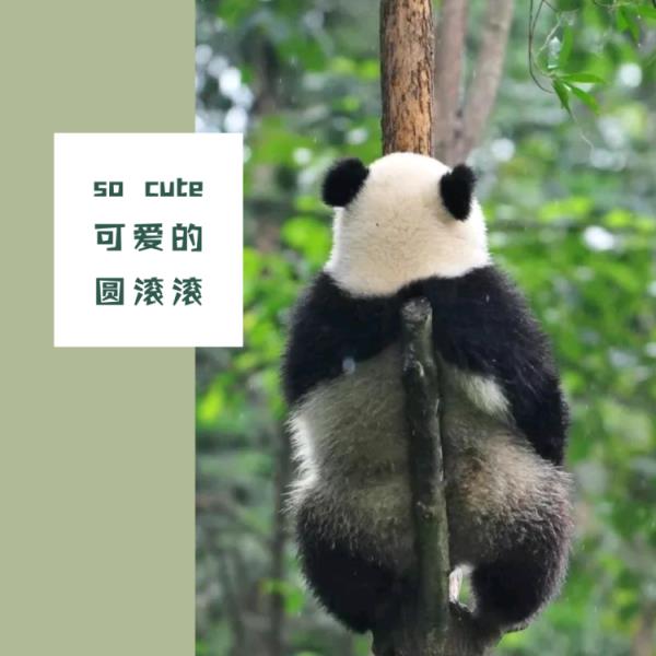 鞍山动物园 鞍山动物园