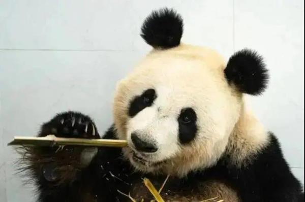 鞍山动物园 鞍山动物园