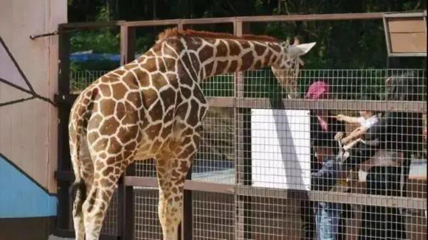 鞍山动物园 鞍山动物园
