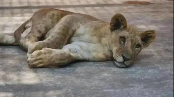 鞍山动物园 鞍山动物园
