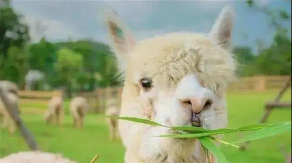 鞍山动物园 鞍山动物园