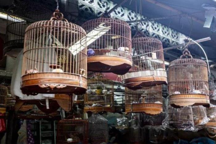 园圃街雀鸟花园