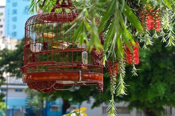 园圃街雀鸟花园