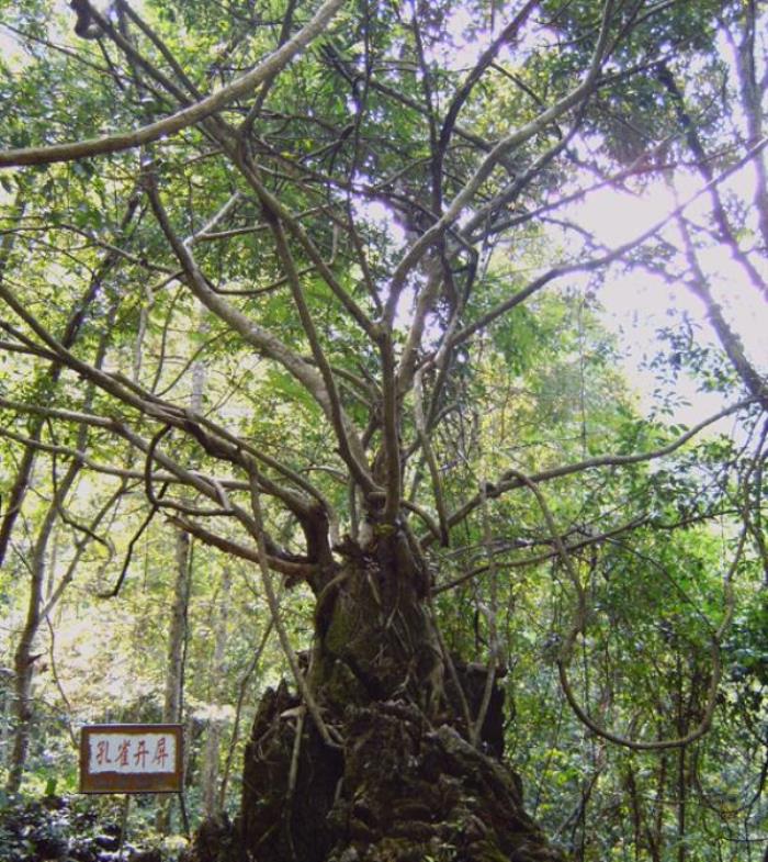 广西龙虎山风景区