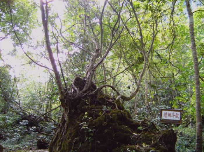 广西龙虎山风景区