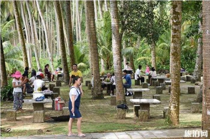 椰子大观园 椰子大观园