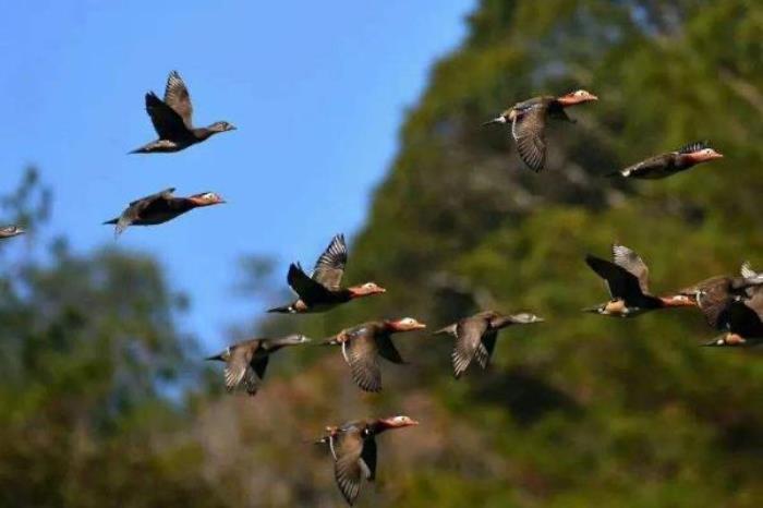 天宝岩自然保护区 天宝岩自然保护区