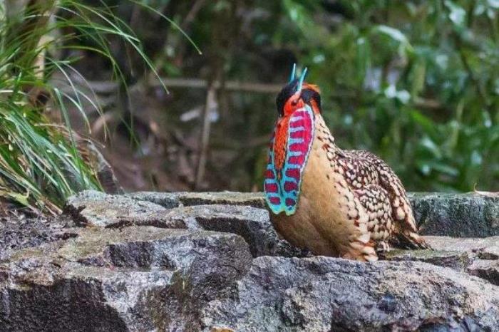 天宝岩自然保护区 天宝岩自然保护区
