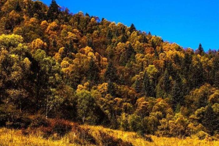 和静北山森林公园 和静北山森林公园