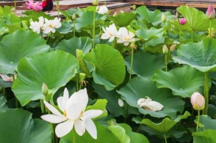 银川龙池 银川龙池