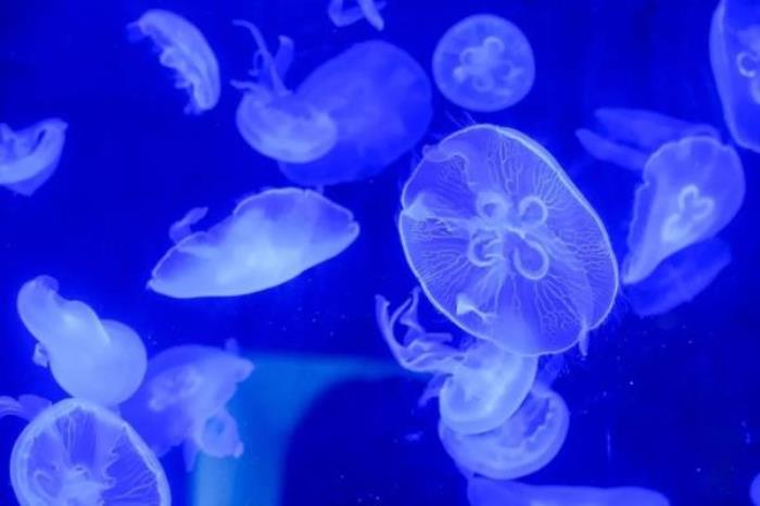 正佳自然科学博物馆 正佳自然科学博物馆
