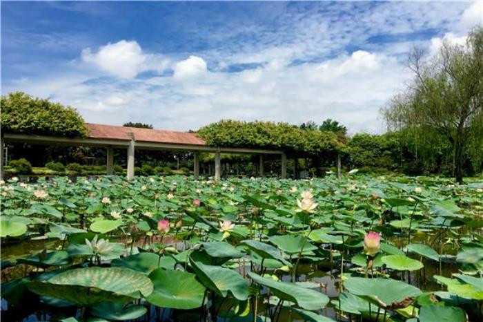 荷花奇境(三水荷花世界) 荷花奇境(三水荷花世界)