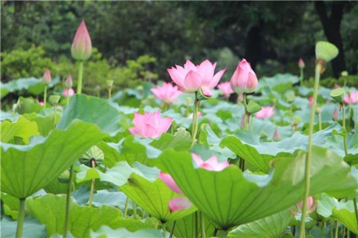 荷花奇境(三水荷花世界) 荷花奇境(三水荷花世界)