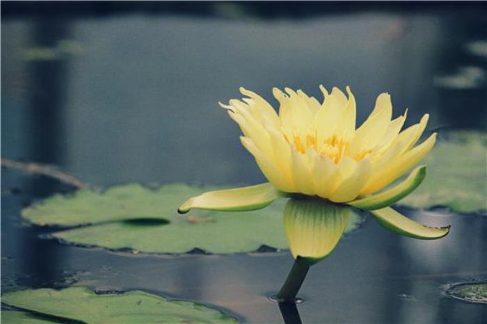 荷花奇境(三水荷花世界) 荷花奇境(三水荷花世界)
