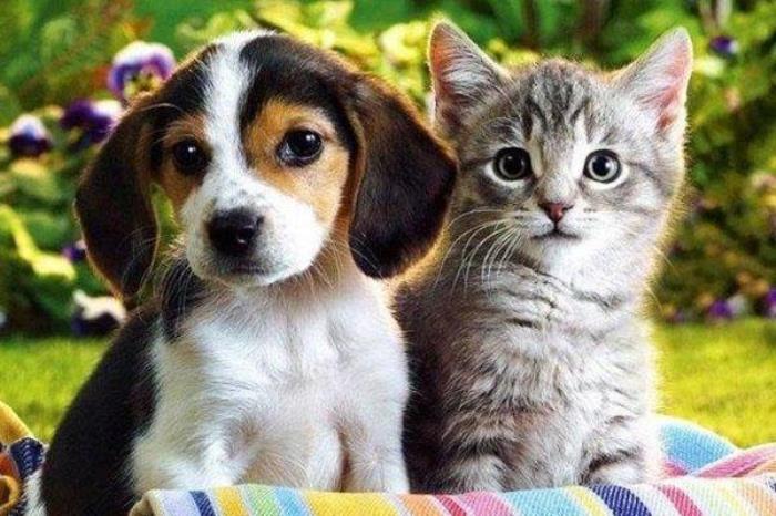 旺角宠物街 旺角宠物街