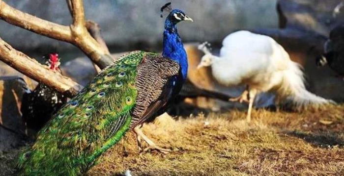 长鹿旅游休博园