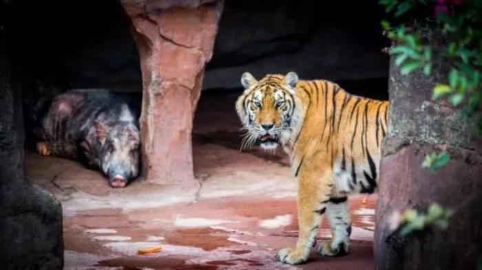 长鹿旅游休博园