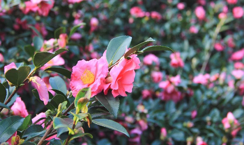 佛山-西樵山风景区 佛山-西樵山风景区