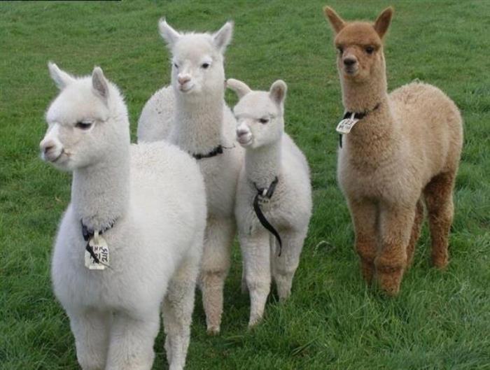 海迪尼欢乐梦幻园