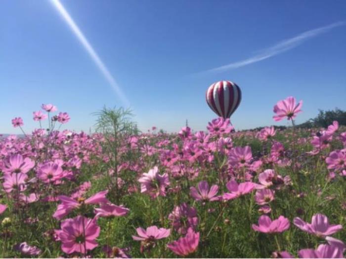 青草坡莱芠小镇