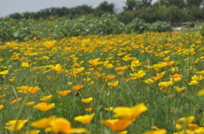 青草坡莱芠小镇