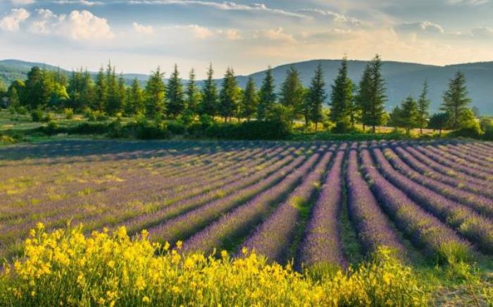 青草坡莱芠小镇