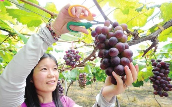 青草坡莱芠小镇