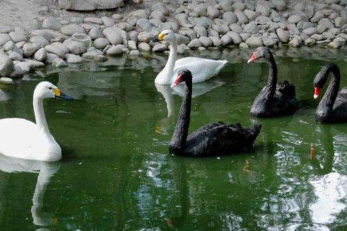 神州荒漠野生动物园