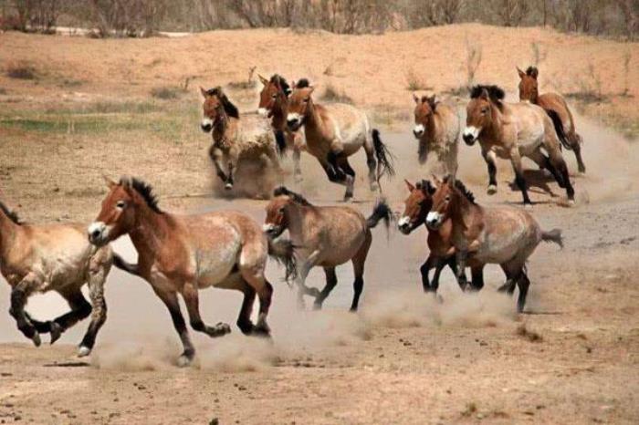 神州荒漠野生动物园