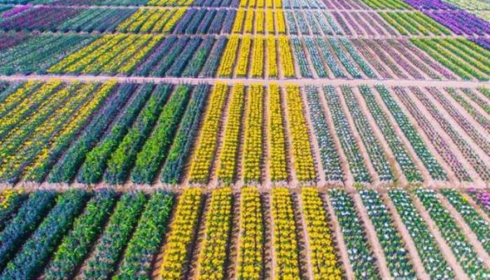 梦里水乡百花园