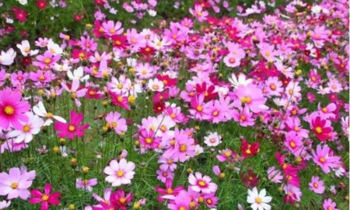 梦里水乡百花园