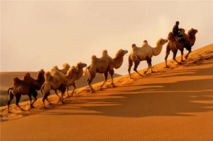 鄂尔多斯七星湖沙漠生态旅游区 鄂尔多斯七星湖沙漠生态旅游区