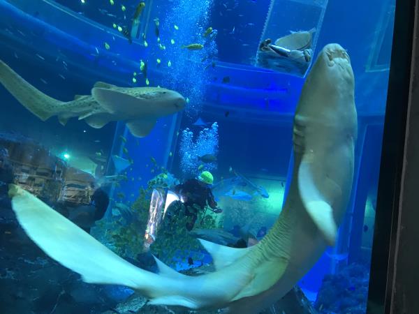 包头海洋世界 包头海洋世界