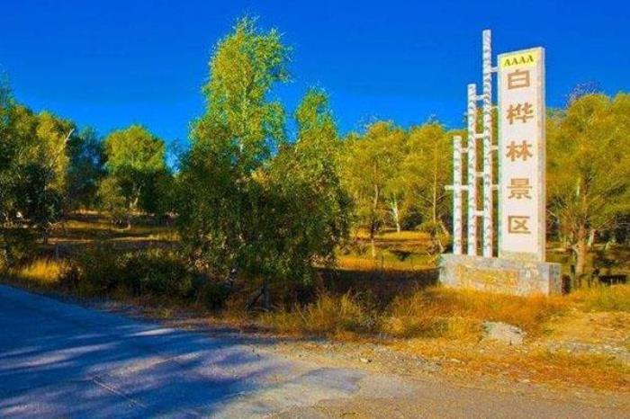 哈巴河白桦林 哈巴河白桦林