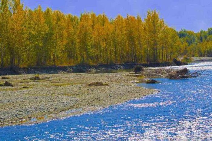 哈巴河白桦林 哈巴河白桦林