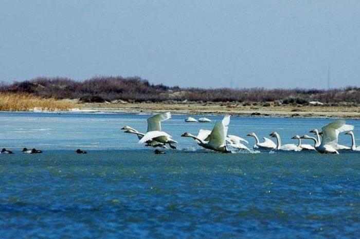 乌伦古湖 乌伦古湖