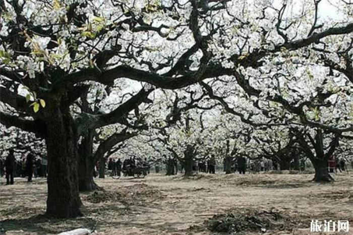 梨树王景区