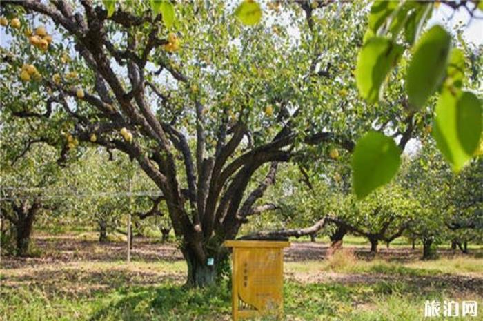 梨树王景区 梨树王景区