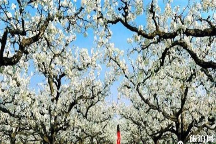 梨树王景区 梨树王景区