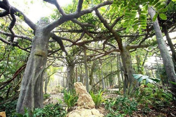 广西药用植物园