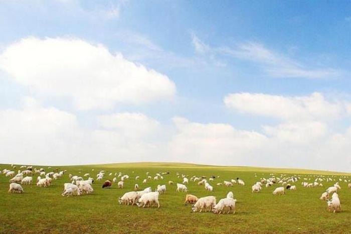 扎鲁特山地草原