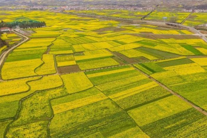 汉中油菜花海