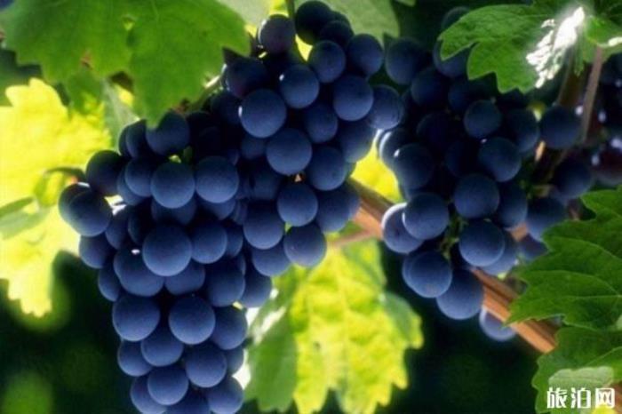 南昌葡萄采摘园2019地址+价格+最佳采摘时间+交通